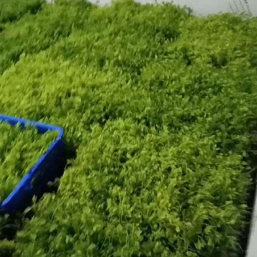 大新县广西辣木苗，姑娘菜，有货，需要的老板随时联系
