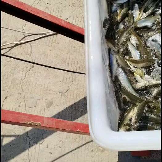 当阳市马口鱼 鲜活发货