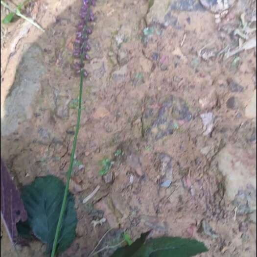 黎平县血盆草，鼠尾草，贵州变种鼠尾草，现挖现卖，少量提供