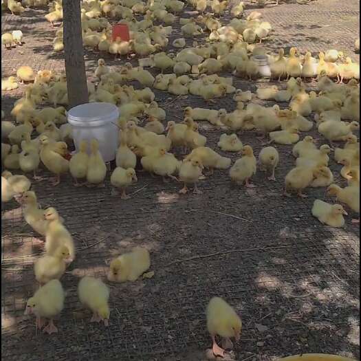 原阳县三花鹅苗