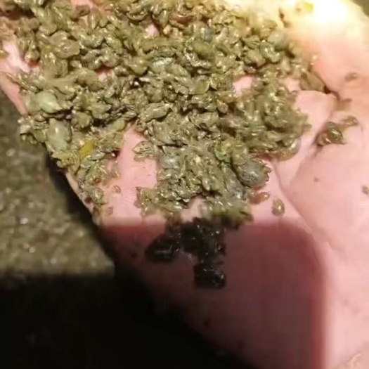 连云港漂螺浮螺蚂蟥精品开口料