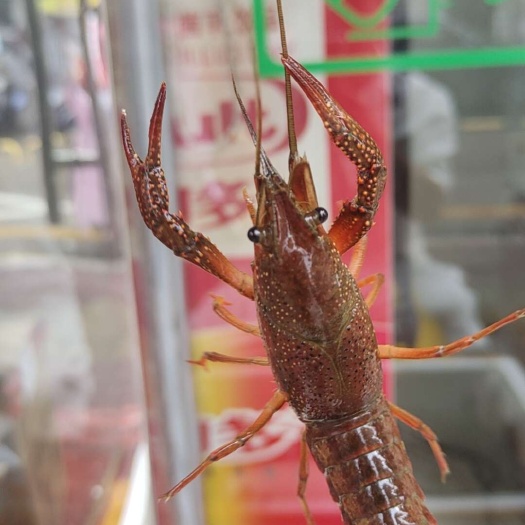 惠州大中小等小龙虾，色泽新鲜，全是活跃虾