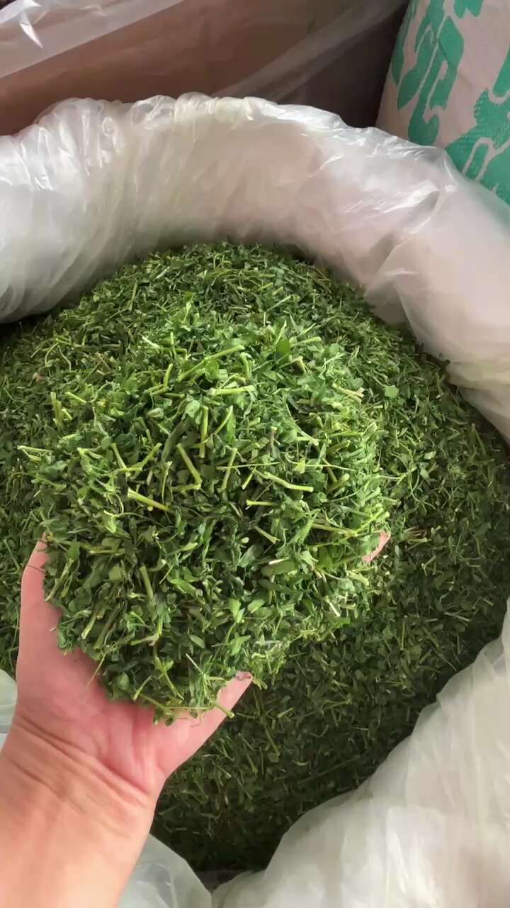 广西相思茶中药批发一手货源量大忧惠