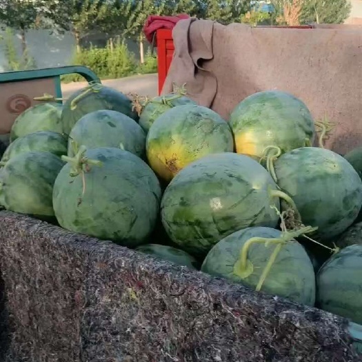 昌乐县精品花皮无籽宝威大量上市