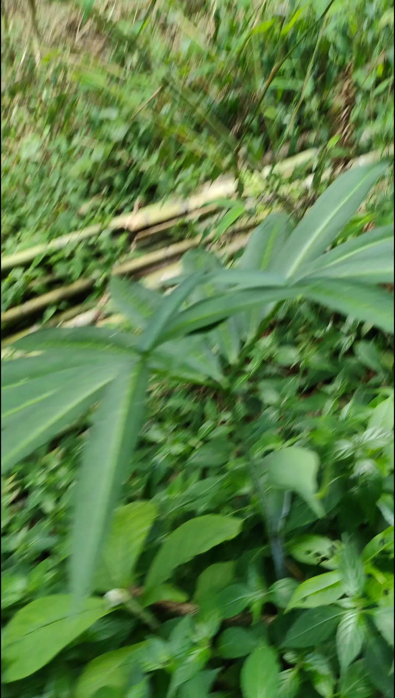 南.星、白南,星、山苞米、蛇包谷、山棒子天，南.星，现挖现卖