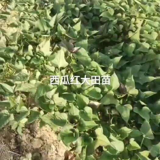 临泉县红薯苗
