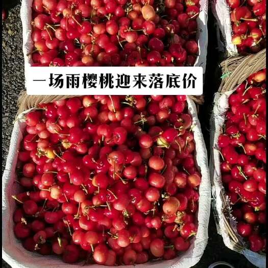 沂源县历史大跳水价  大樱桃迎来