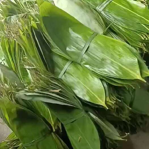 浏阳市粽叶