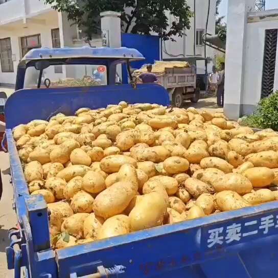 湖北  基地土豆  实验一号  沃土  黄皮黄心量大质优