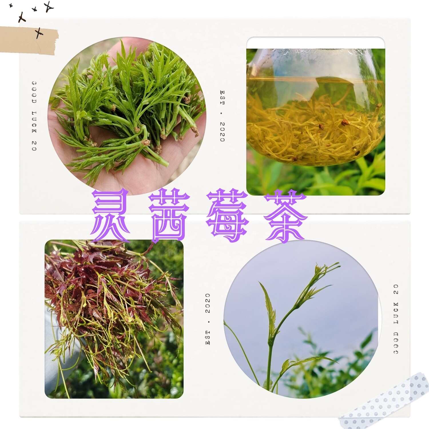 靈茜莓茶種植家庭農(nóng)場