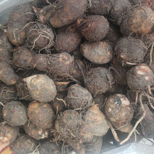 铅山县几十万亩红芽芋母供应常年有货基地直供一手货源质量保证量大优惠