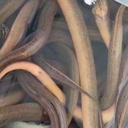 济宁黄鳝鱼