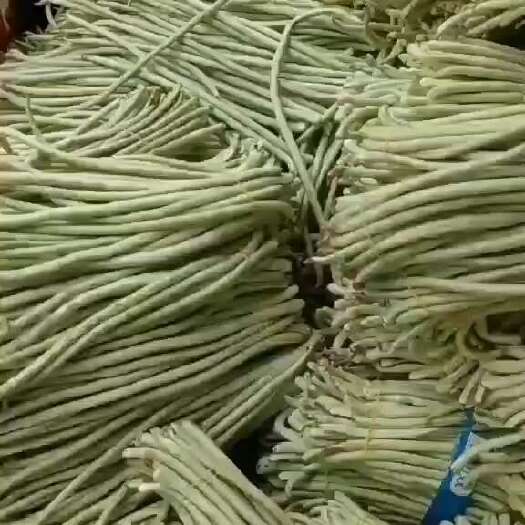 横州市广西南宁横县白豆角一手货源～大量上市欢迎各位老板采购