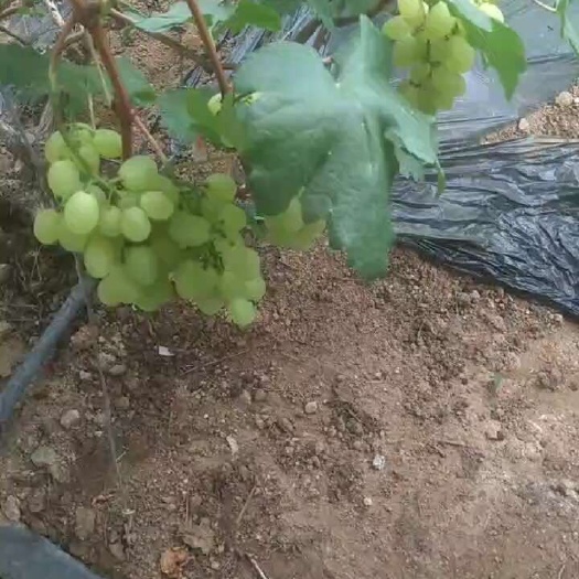 莒县维多利亚葡萄