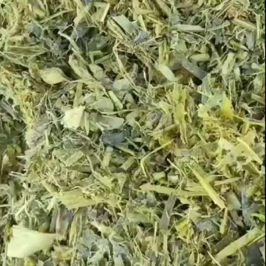 正定县玉米青储，黄储