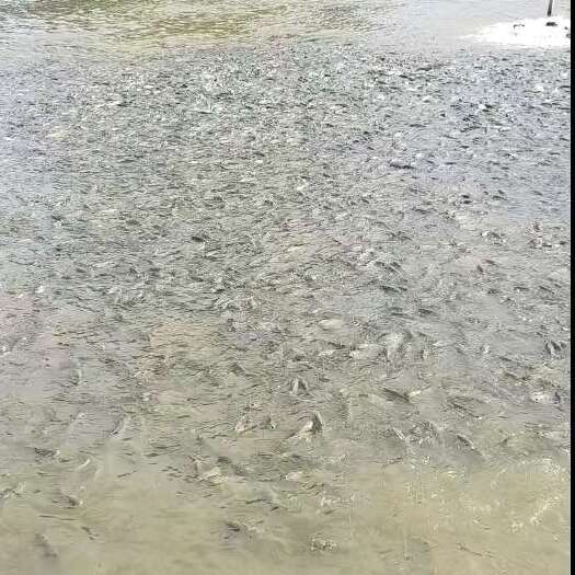 贺州水库活水草鱼