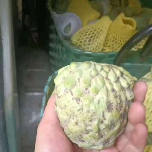 南宁广西释迦果