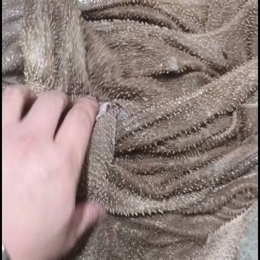 牛百叶，
