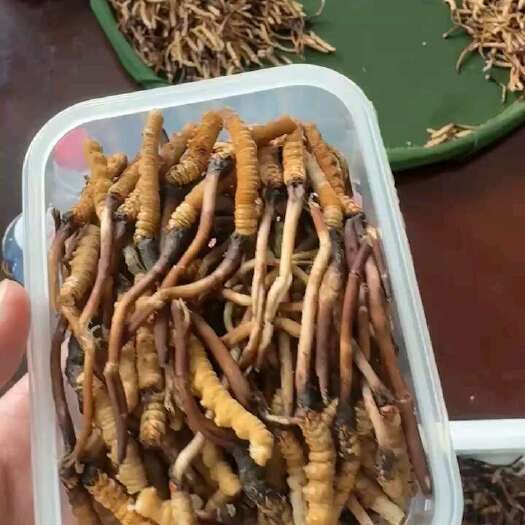 西宁青海新鲜虫草断草