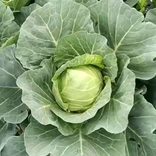赫章县小提头包菜