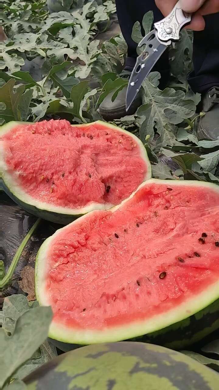 甜王