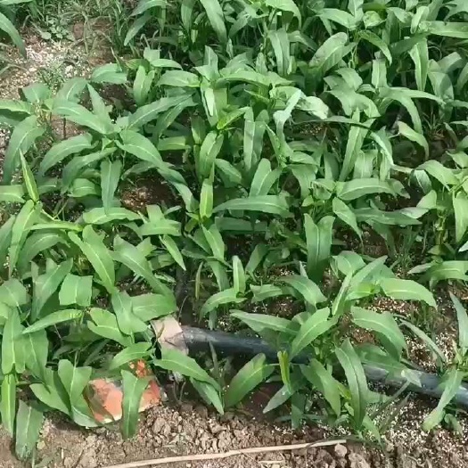 安康青椒