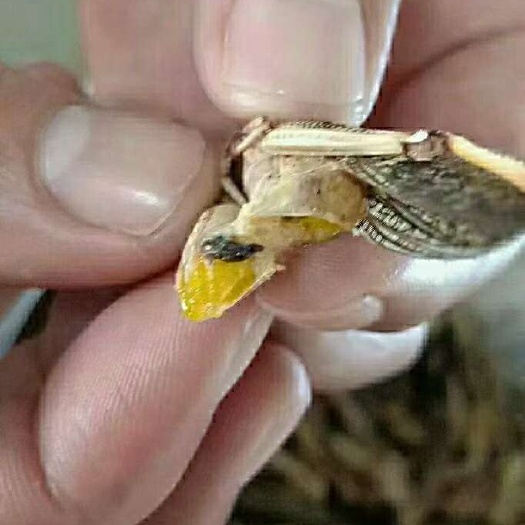 济南大蚂蚱，飞蝗，养殖加工包装一体，常年现货供应，欢迎垂询！