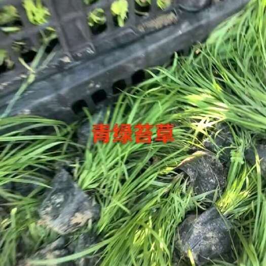 青绿苔草，绿草，苔草，小盆青绿苔草