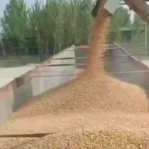锦州大量供应玉米，保质量