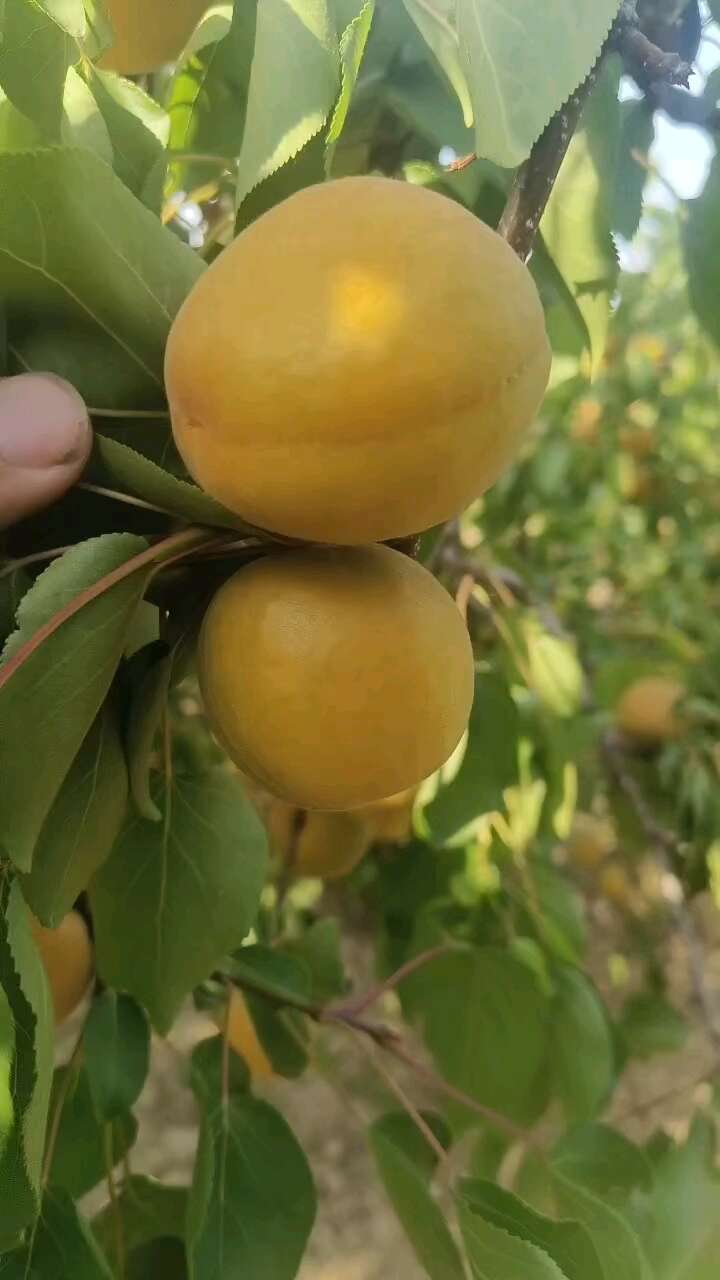 陕西金太阳杏供应，金太阳杏价格，金太阳杏批发