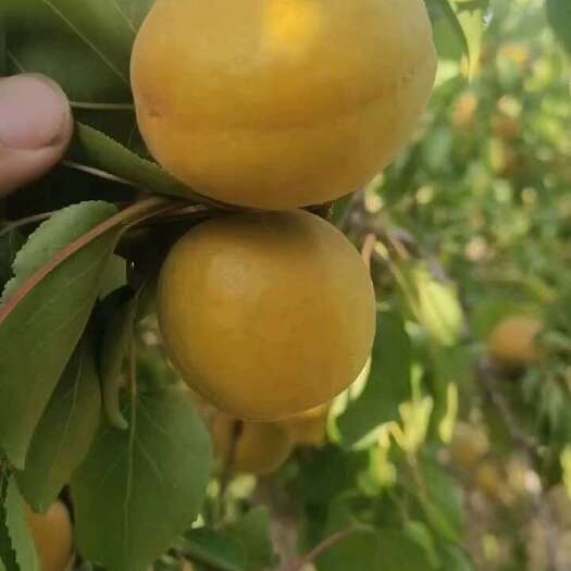 大荔县陕西金太阳杏供应，金太阳杏价格，金太阳杏批发