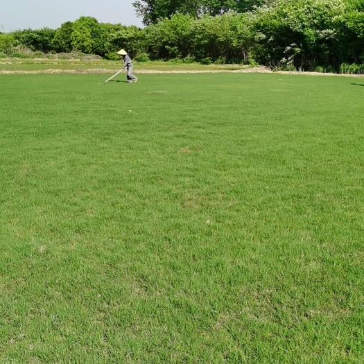 常州销售各种绿化草坪。基地直发！