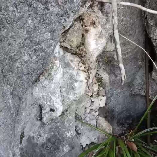 恭城县石洞蜂蜜