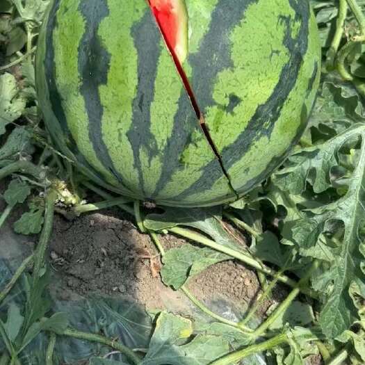 安康红沙瓤薄皮西瓜