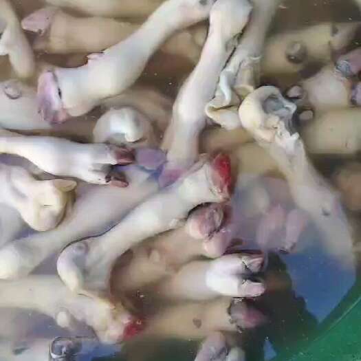 阳信县羊蹄