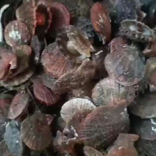 长海县底波贝扇贝批发栉孔贝鲜货直供红贝，量大请咨询