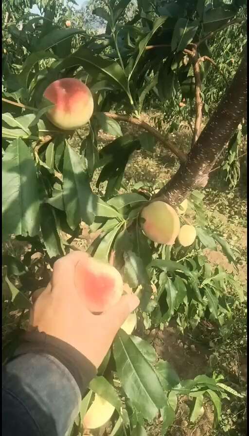辉县市露天陆地特早熟毛桃已大量上市