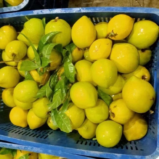 龙州县鸡蛋果，大量有货。