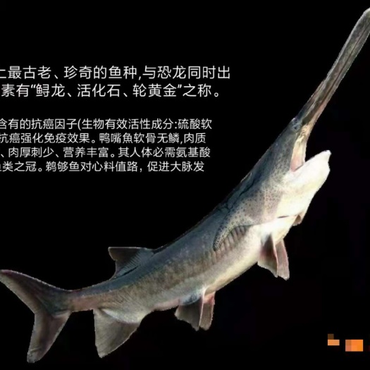 湄潭县成品鸭嘴鱼