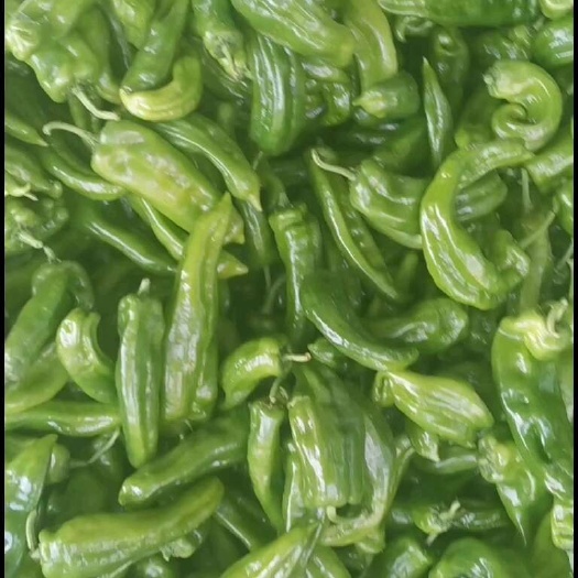 临沂301青辣椒鲜辣椒大棚辣椒市场电商酱菜厂大辣椒线椒螺丝椒
