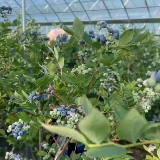 连云港冷棚头茬蓝莓  公爵  莱克西  薄雾