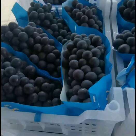 三门县夏黑葡萄