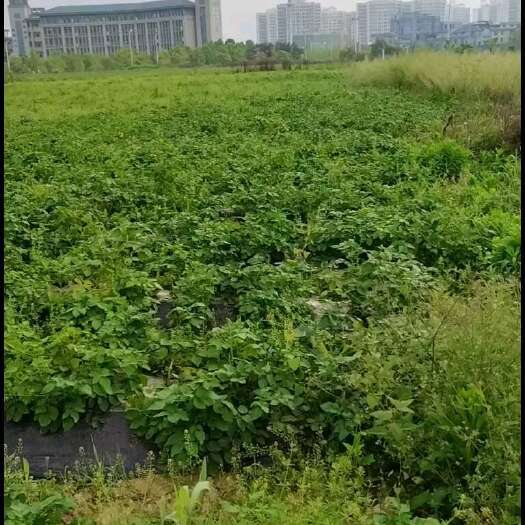 来凤县马尔科小土豆