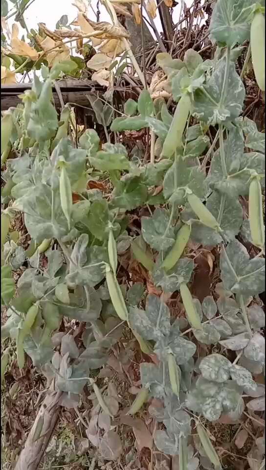 干豌豆  干白豌豆 白豌豆九月播种