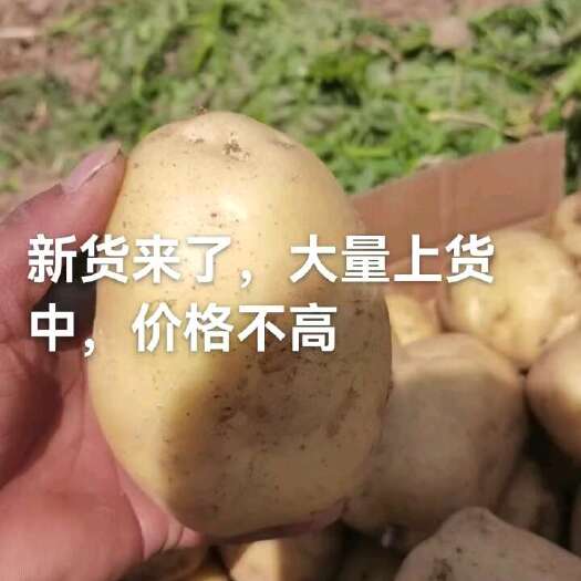 亳州黄心土豆谯城区一首货源产地直发