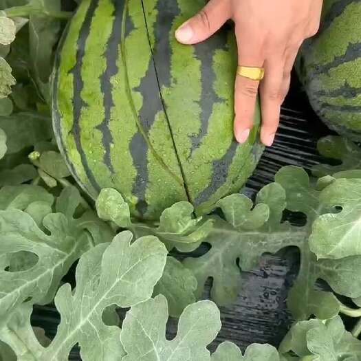 乾安县精品甜王西瓜，个大皮薄，糖非常高，非常甜，欢迎咨询，