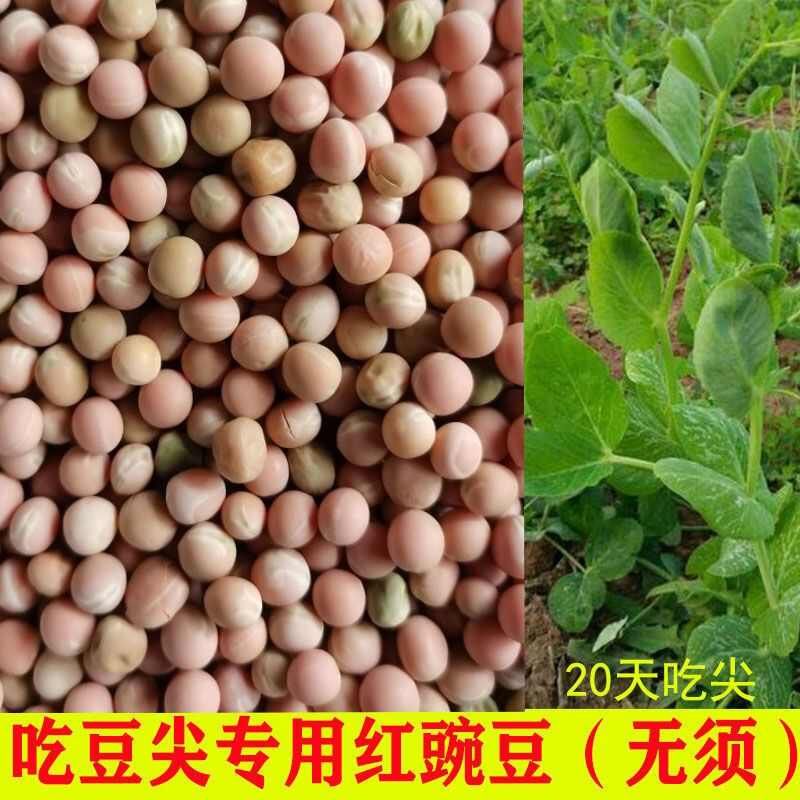 云南魔芋蠶豆產(chǎn)地批發(fā)
