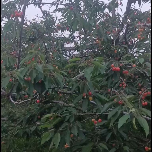 莱州市黄蜜