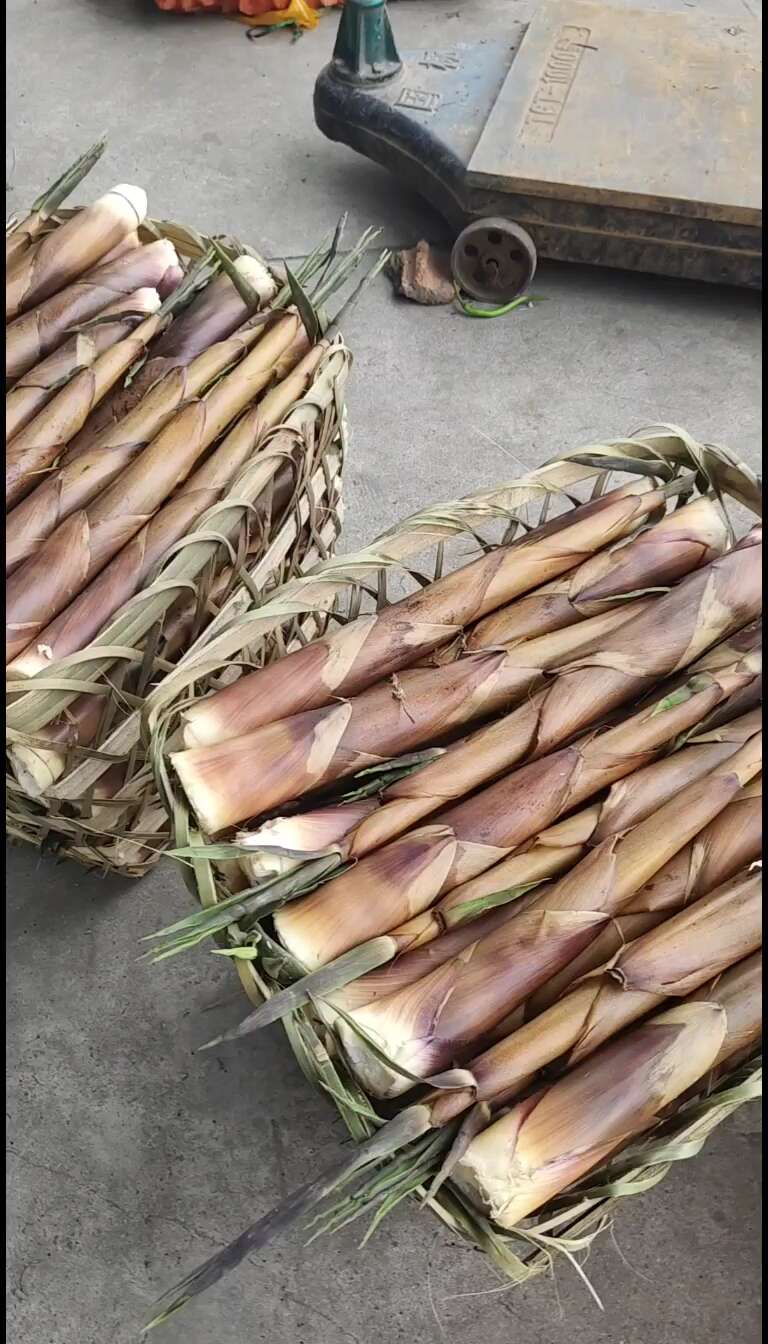 有需要苦笋的老板欢迎选购了，量越来越少了，需要提前预订