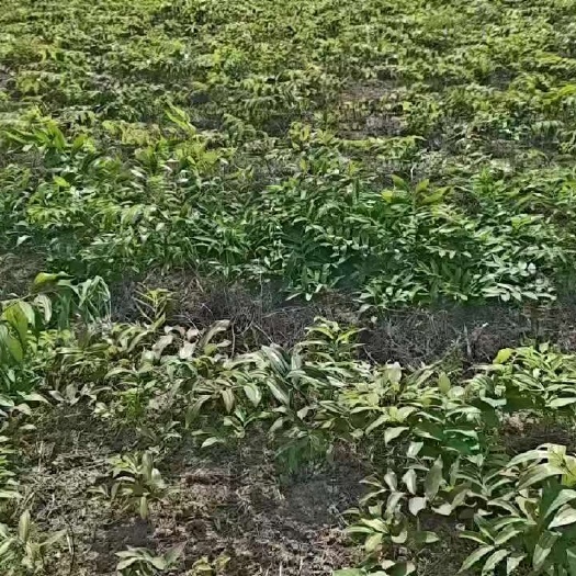 南昌黄精
